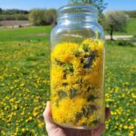 woman holding jar of dandelions in dandelion field
