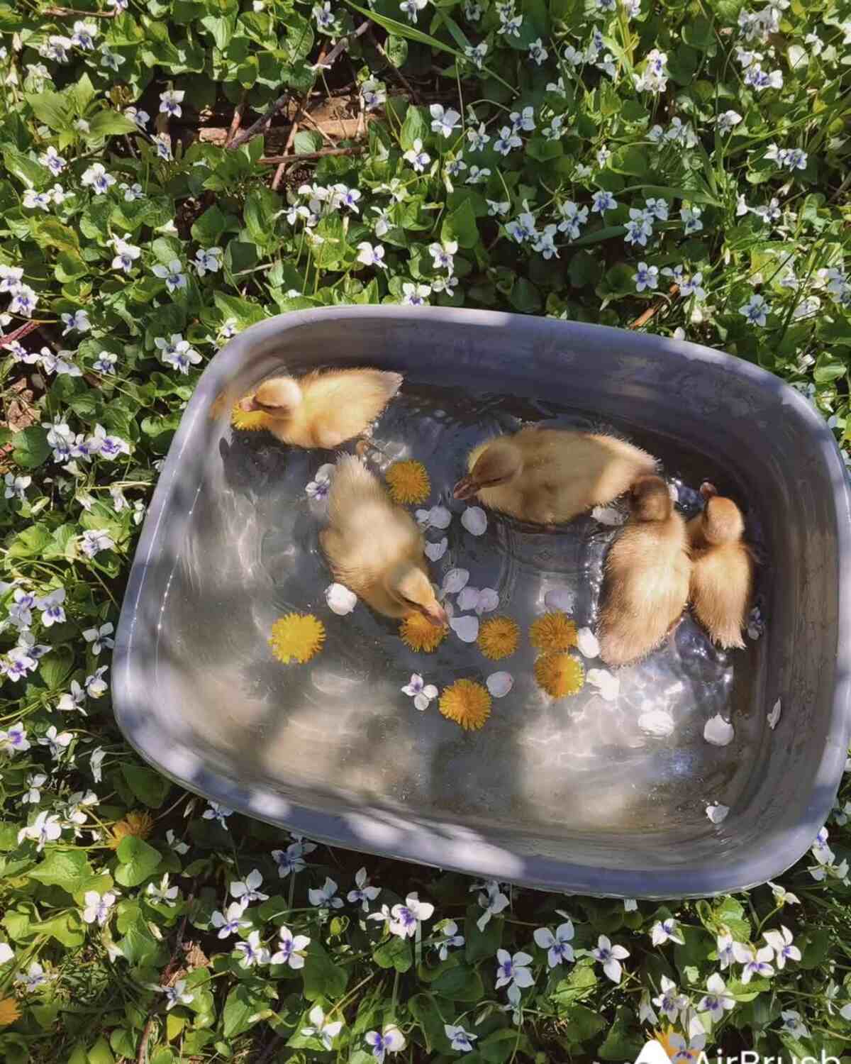 ducklings swimming in a gray tub of water with flower petals floating in it.