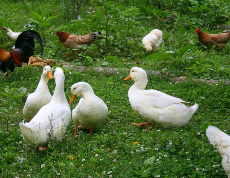 Owning Ducks vs Chickens Which One Is Right For You?