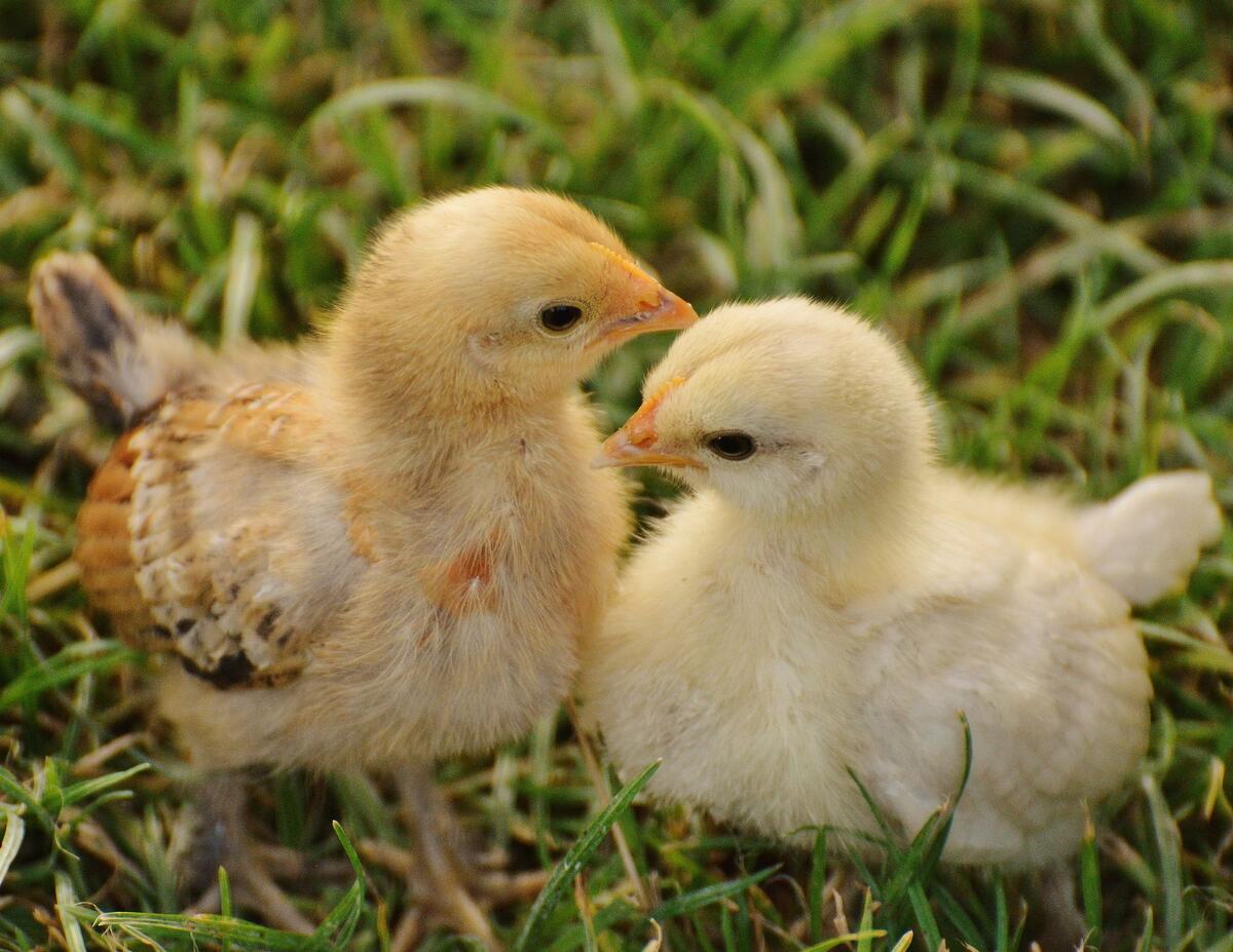 to adolescent baby chicks in the grass facing each other. both are light yellow/tan with no distinctive markings.