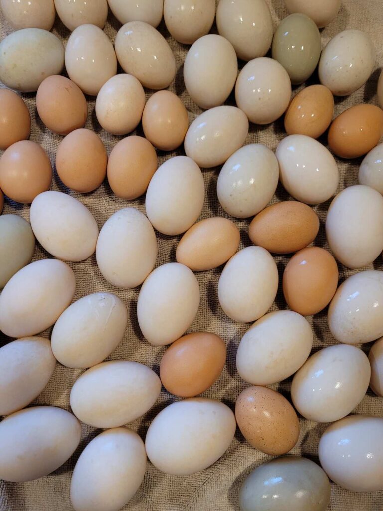 A variety of sizes and colors of chicken eggs vs duck eggs laid out freshly washed and drying on a towel.