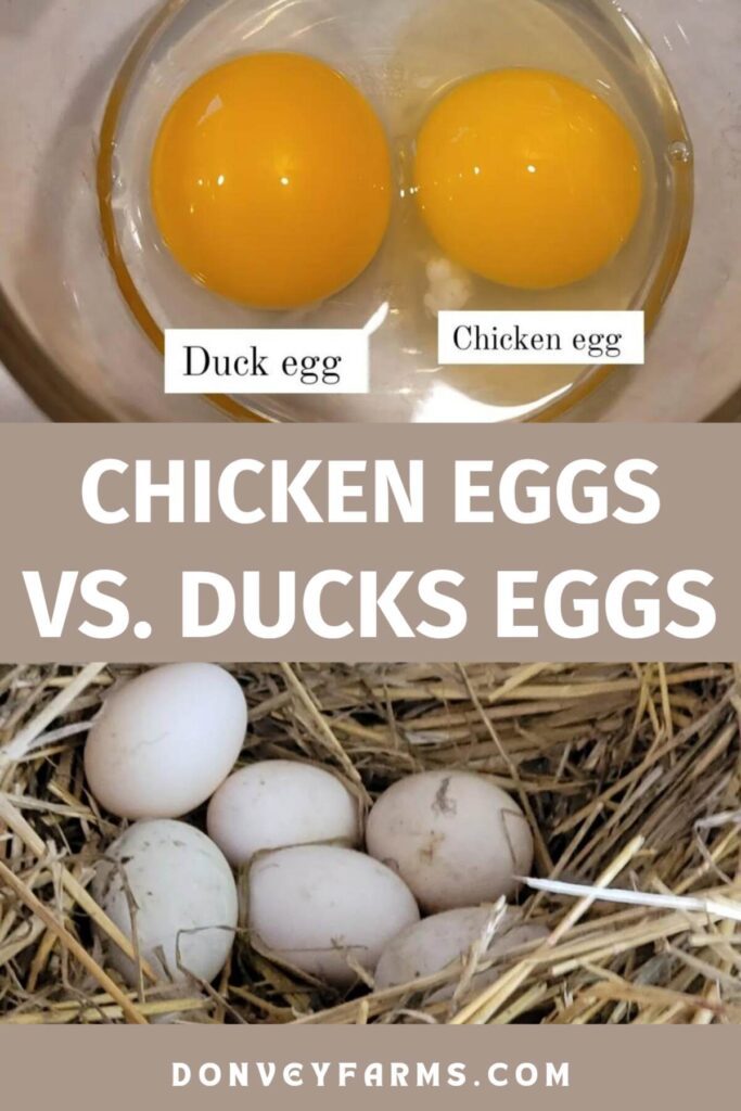 pinterest photo describing the difference between duck and chicken eggs.