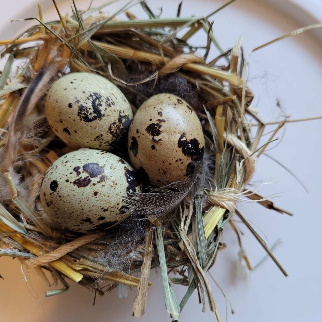 a small next of straw with 3 speckled quail eggs in it.