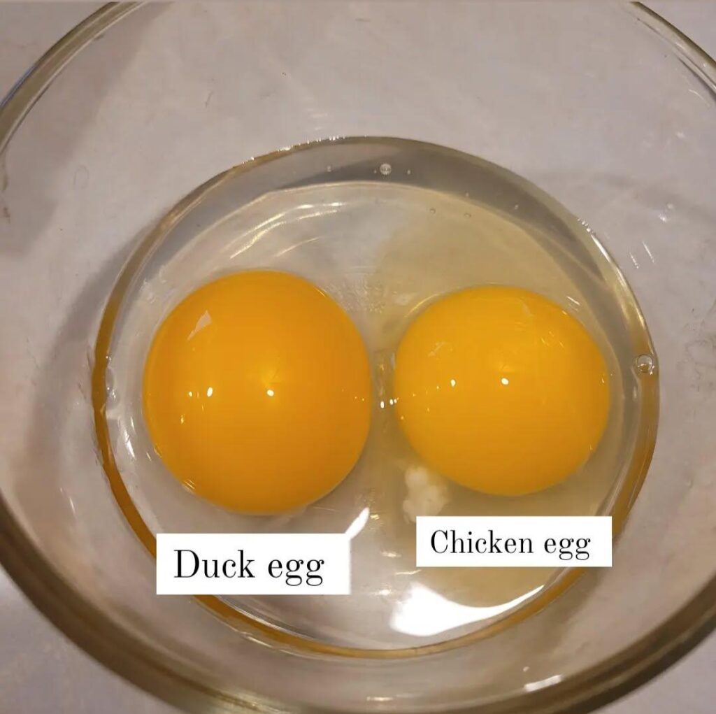 a cracked duck egg next to a cracked chicken egg in a small glass bowl. picture is an example if the different yolk sizes and color of chicken eggs vs duck eggs.