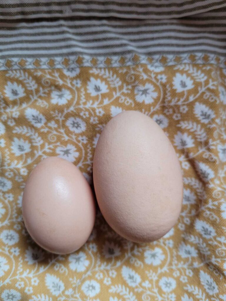 two chicken eggs side by side on a floral yellow apron. The egg on the right is significantly larger than the egg on the left.