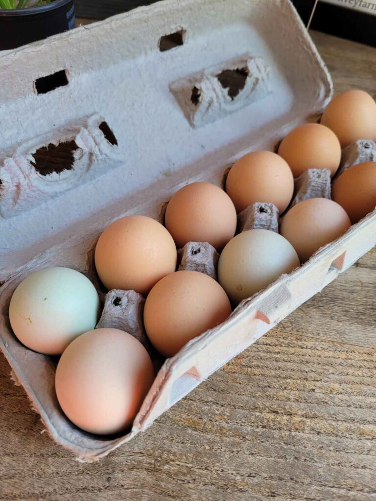 a dozen multi-color chicken eggs in a cardboard carton.