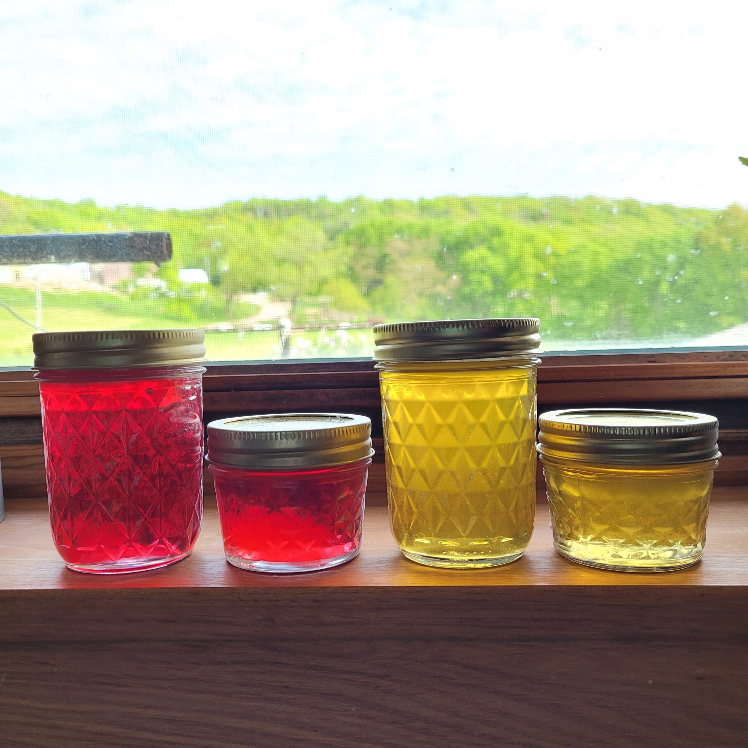 4 jars of jelly lined up on a windowsill. two jars of lilac jelly to the left, 2 jars of dandelion honey to the right.