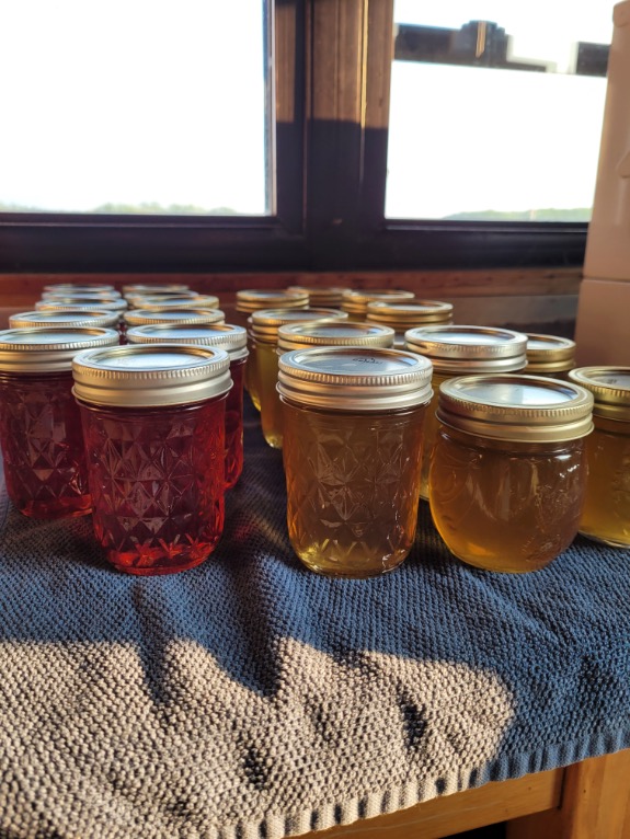 4 jars of jelly lined up on a windowsill. two jars of lilac jelly to the left, 2 jars of dandelion honey to the right.