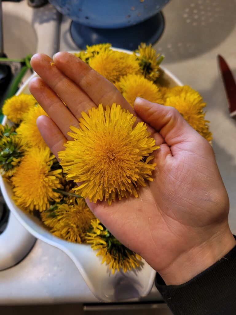 woman holding huge dandelion blossom that is the size of her palm.