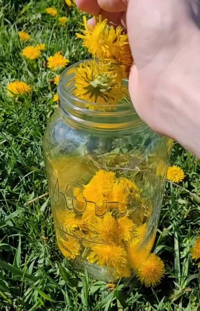 woman picking dandelions from a lawn