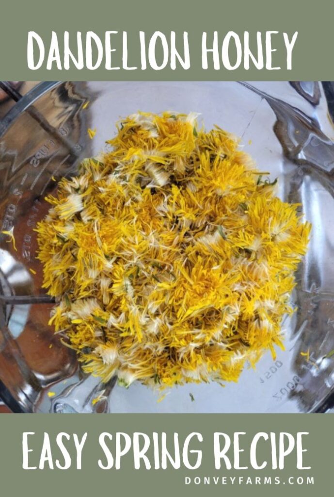 glass 8 cup measure full of picked dandelion petals