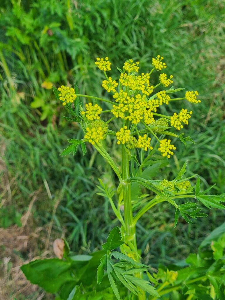 What Is Wild Parsnip? How To Treat Wild Parsnip Rash