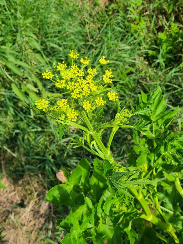 wild parsnip flower head blooming with little yellow flowers