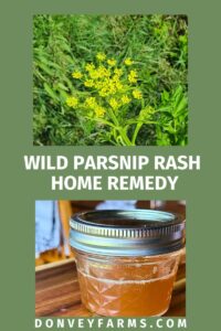 Posion Parship Rash What Is Wild Parsnip? How To Treat Wild Parsnip Rash - Donvey Farms