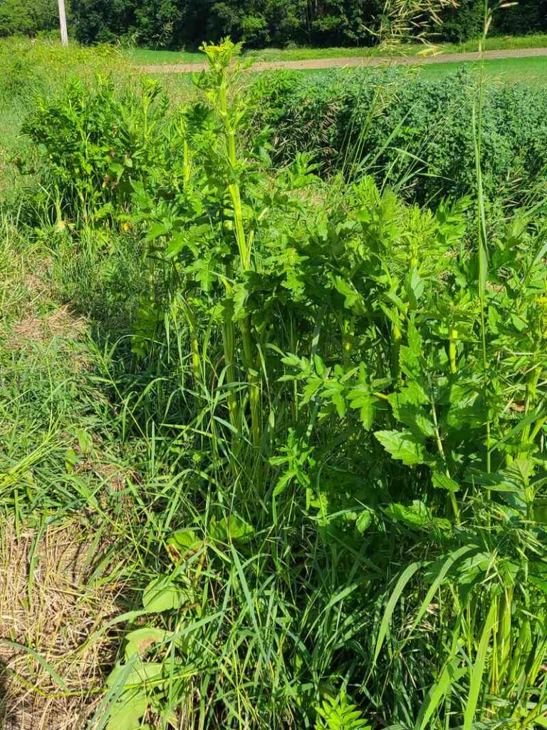 patch of wild parsnip plants growing on the side of the road