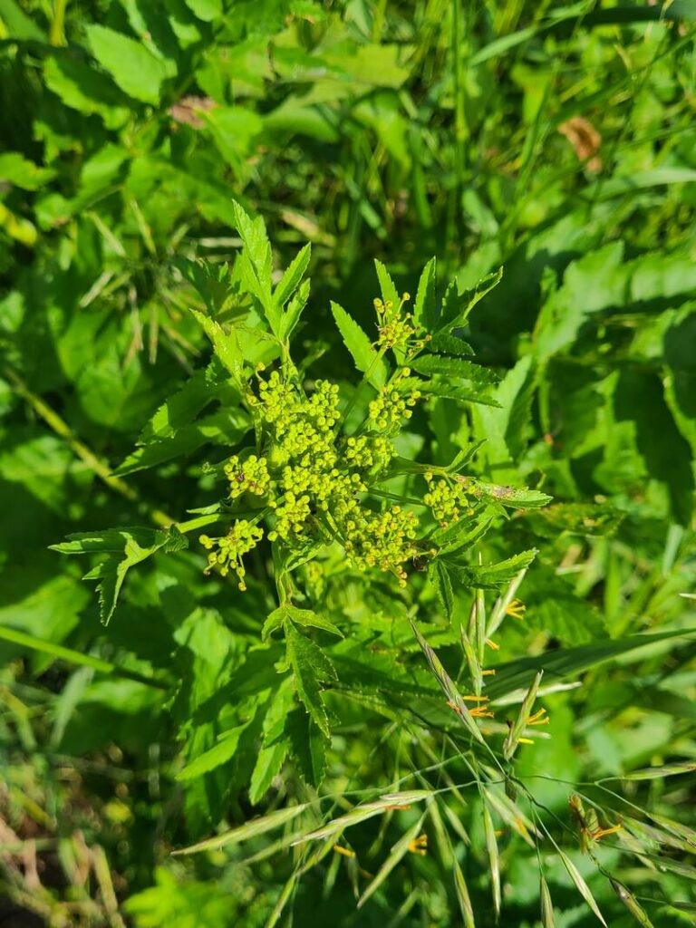 wild parsnips flower head before it blooms