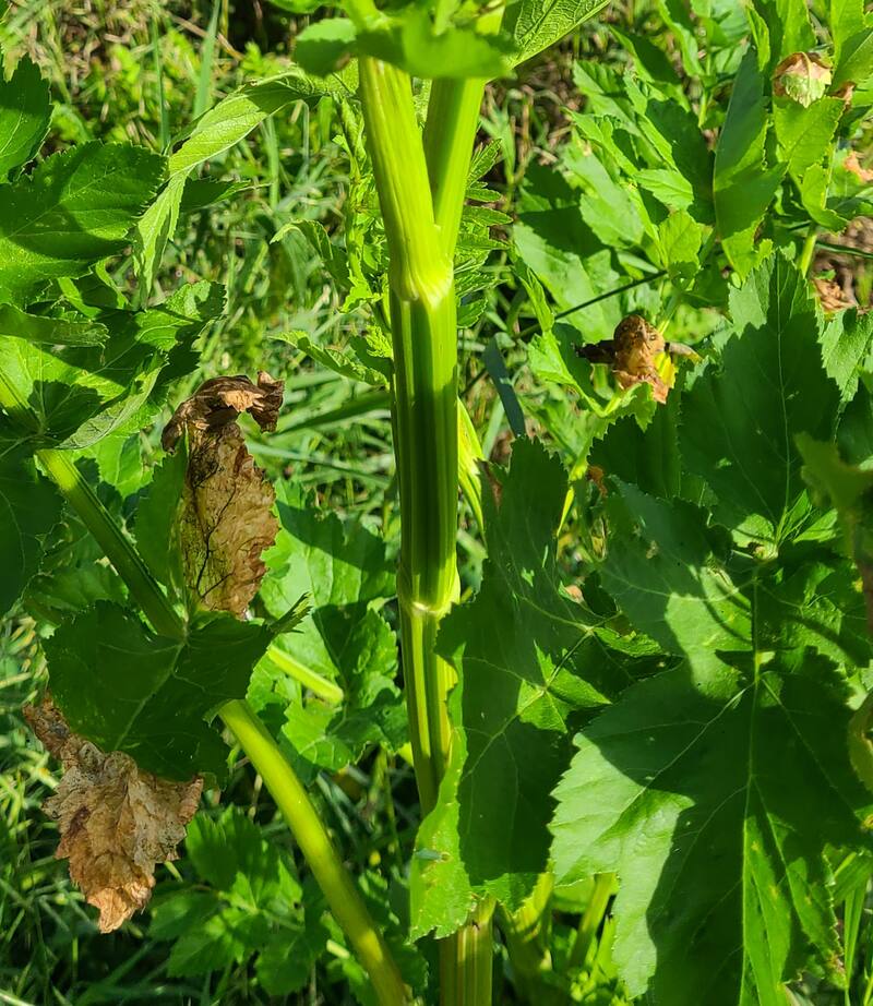 close up photo of wild parsnip stem or cane