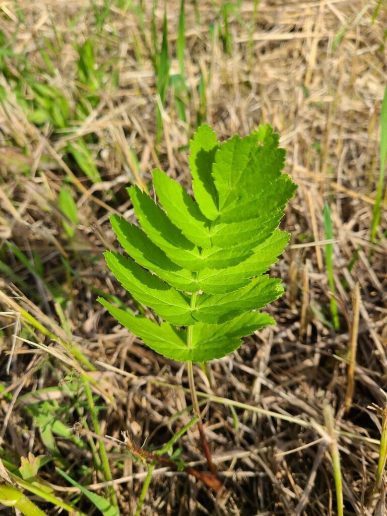 single wild parsnip stem growing in brown grass
