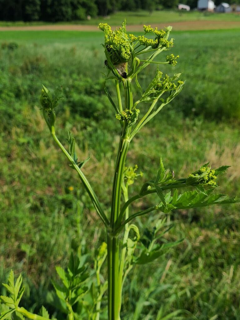 wild parsnip plant head growing on roadside