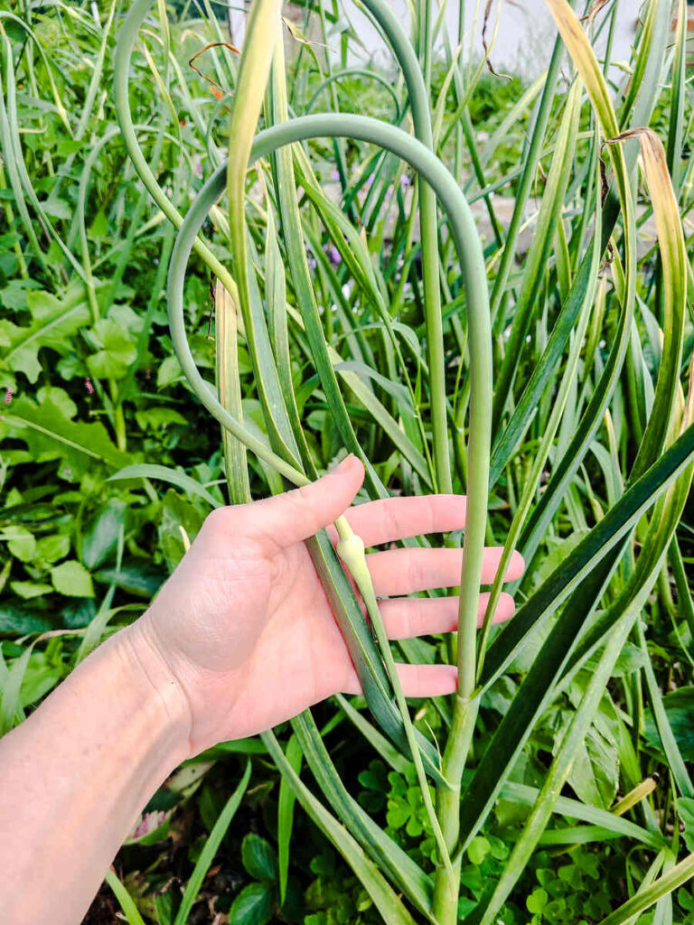 woman holding a garlic scape in her garden. The bright green scape has a small blossom head at the end