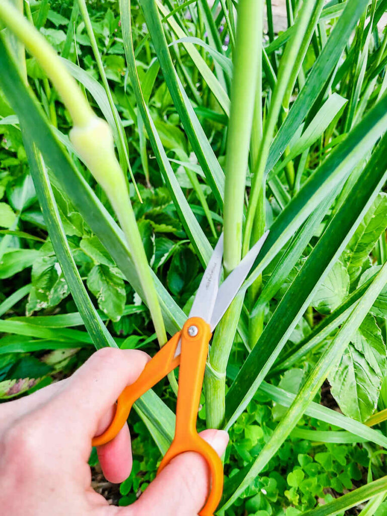 woman using a small orange scissors to cut the base of a garlic scape. 