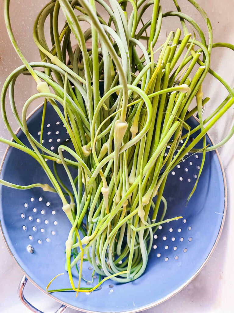 woman rinsing garlic scapes in white deep sink in bright blue large colander.