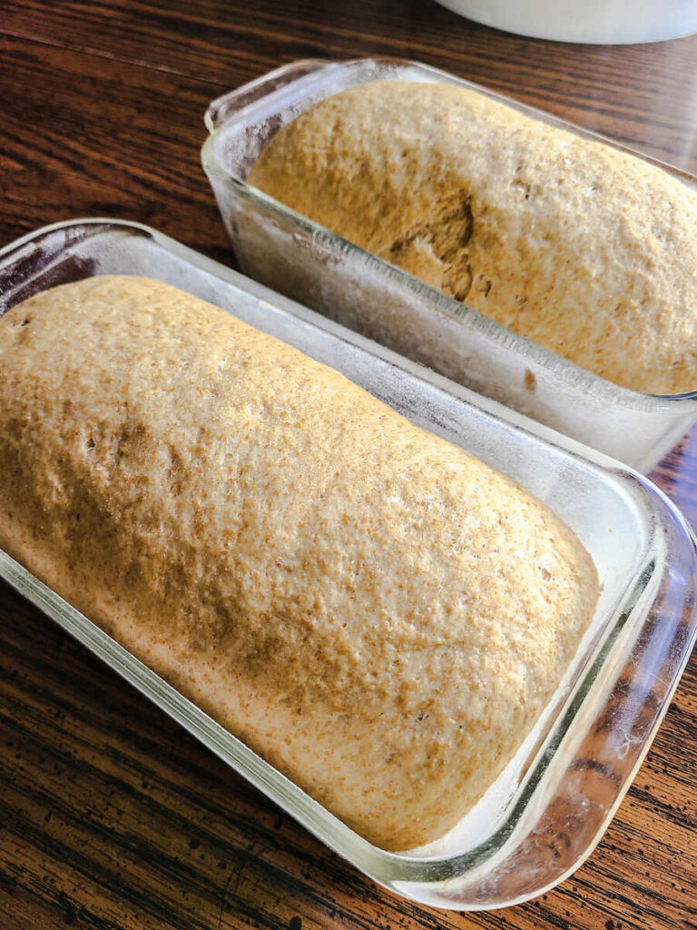 2 bread pans side by side with risen loaves of bread in them 